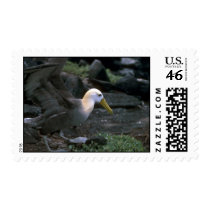 Waved Albatross Ready To Fly Postage Stamps