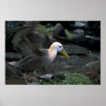 Waved Albatross Ready To Fly Posters