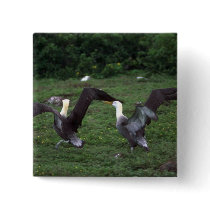 Waved Albatross, Territorial Aggression Pins