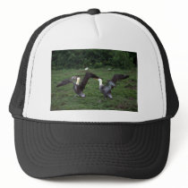 Waved Albatross, Territorial Aggression Hats