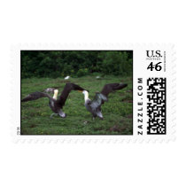 Waved Albatross, Territorial Aggression Postage Stamp