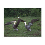 Waved Albatross, Territorial Aggression Postcard