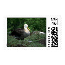 Waved Albatross Walking Stamp