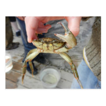 Waving Crab Postcard
