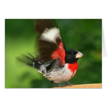 Waving Grosbeak Greeting Cards