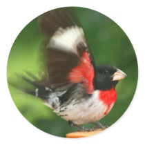 Waving Grosbeak Stickers