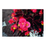 flame, red-violet, scarlet, falu, red, sangria,