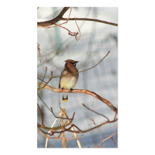 Waxwing Bird In Winter Animal Business Card (back side)