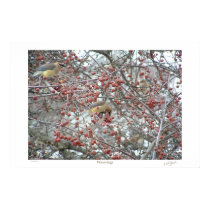 Waxwings posters by Zen0 Waxwings posters