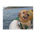 Waylon at Work Conservation Canines Orca Scat Team Post Card