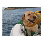 Waylon at Work Conservation Canines Orca Scat Team postcards