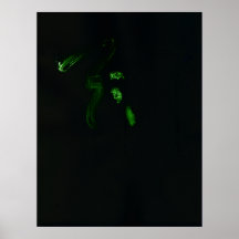 WDV - 055 - Tear Forge Poster