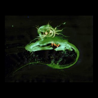 WDV - 261 - Young Transmission Print