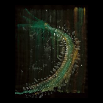 WDVMM - 0008 - Centipede