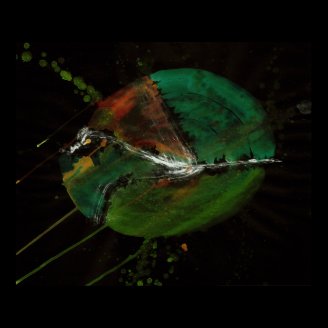 WDVMM - 0012 - Apothocary