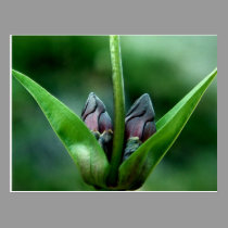 WE ARE INVOLVED WITH FLOWER, GRAPELEAF, FRUIT postcards