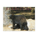 We ♥ B E A R I Z O N A postcards