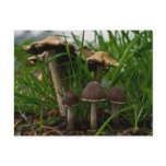 We Three Mushrooms 3 Post Card