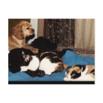 we were family postcards