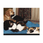 we were family post cards