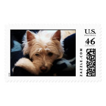 Weary Westie postage by sethevans Weary Westie postage