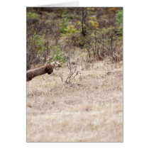 Weasel Greeting Card
