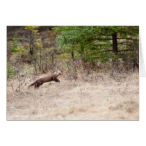 Weasel Greeting Cards