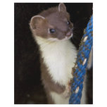 Weasel, Short-tailed flyers