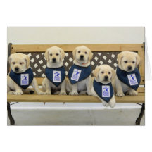 Weather Litter Bench Photo Card