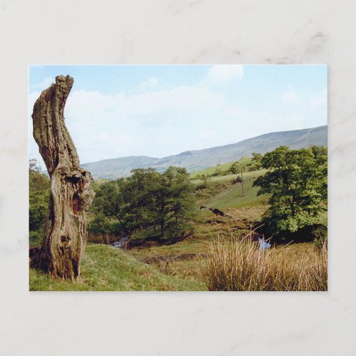 Weathered tree in UK Peak District postcard