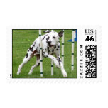 Weaving Agility Dalmatian Postage Stamp