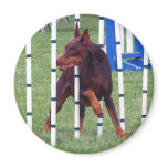 Weaving Agility Red Doberman Fridge Magnets