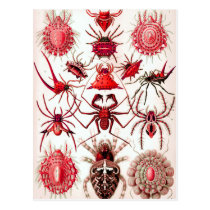 Web Crawlers Postcard postcards