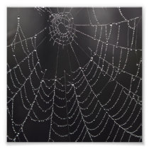 Web in the Mist Photo Print