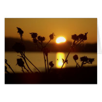 Web of Light cards