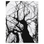 WEBBY TREE BLACK AND WHITE CUSTOM FLYER