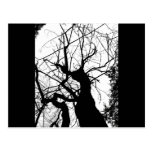 WEBBY TREE BLACK AND WHITE POSTCARD