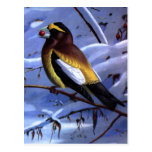 Weber's Evening Grosbeak Postcard