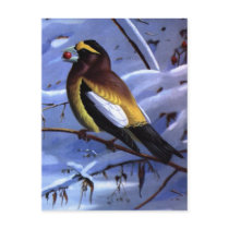 Weber's Evening Grosbeak Post Card