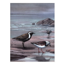 Weber's Plovers & Turnstones Post Card