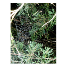 Webs and Spider on Juniper Postcard