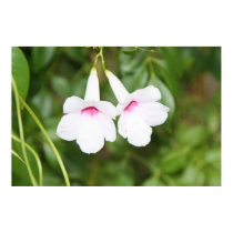 Wedding Bell Flower posters