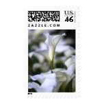 Wedding Calla Lilies Postage postage