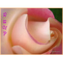 Wedding Rose Make Your Own Postage Stamps stamp