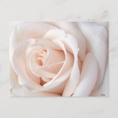 Wedding Rose Postcard