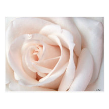 Wedding Rose Postcard