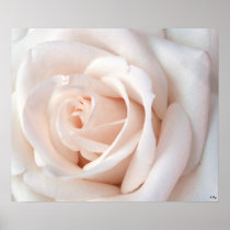 Wedding Rose Poster, S Cyr