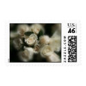 Wedding Roses Postage Stamp