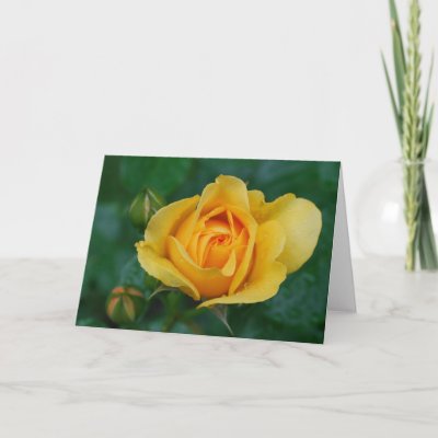 Wedding Wishes Greeting Card by sacredsoul rose from Stanley Park