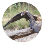 Wedge Tail Eagle Flying Round Stickers